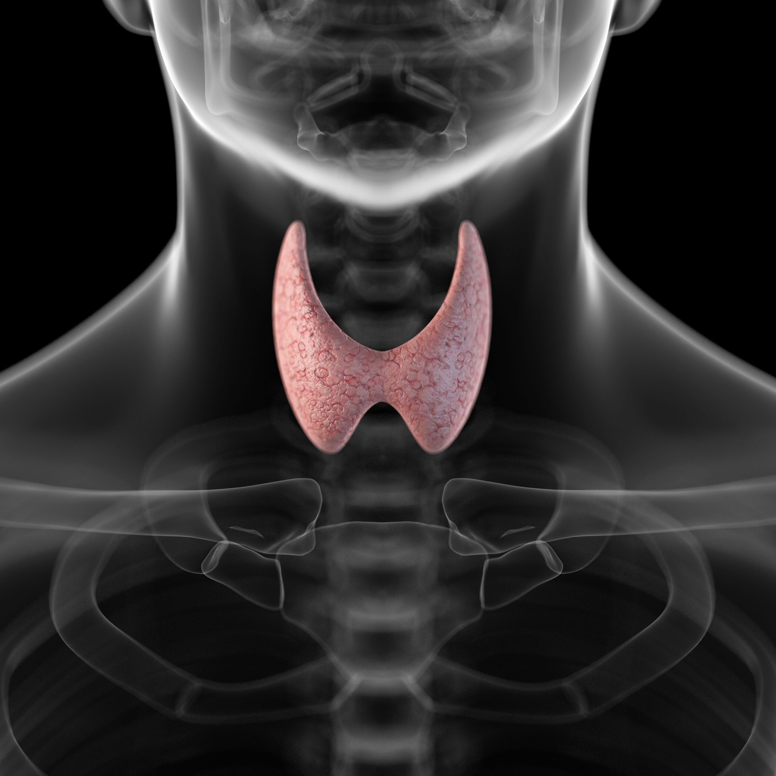 thyroid